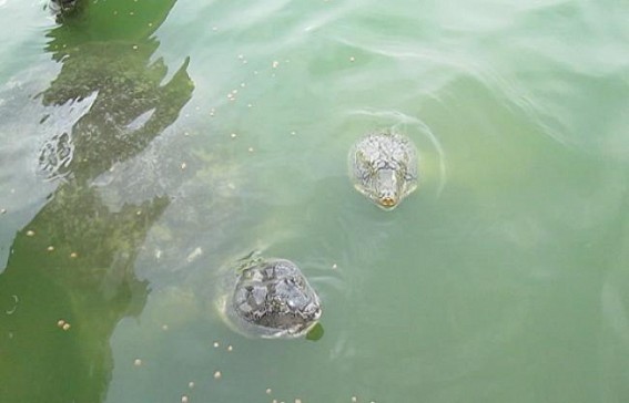 Matabari's rare Botsami turtle: HC orders to complete safeguarding work by 16 November